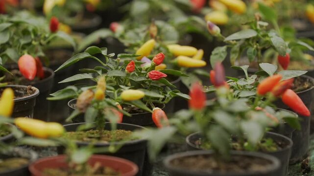Bright colors of hot peppers in a vibrant greenhouse