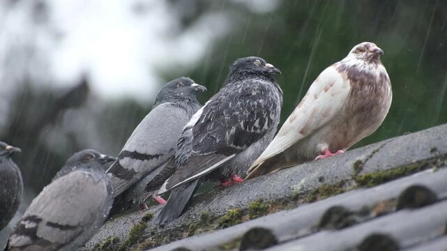 Feral pigeons are birds derived from domesticated populations of the rock dove, descendants that have escaped and are living independently from humans, having gone "feral".