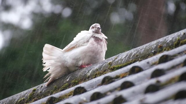 Feral pigeons are birds derived from domesticated populations of the rock dove, descendants that have escaped and are living independently from humans, having gone "feral".