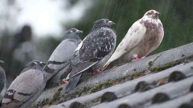Feral pigeons are birds derived from domesticated populations of the rock dove, descendants that have escaped and are living independently from humans, having gone "feral".