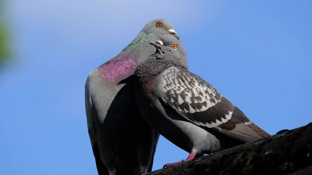 Feral pigeons are birds derived from domesticated populations of the rock dove, descendants that have escaped and are living independently from humans, having gone "feral".