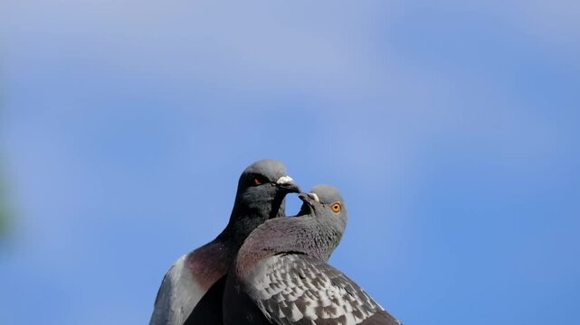 Feral pigeons are birds derived from domesticated populations of the rock dove, descendants that have escaped and are living independently from humans, having gone "feral".