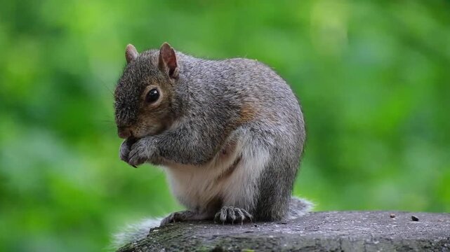 The eastern gray squirrel, spelled as grey squirrel outside of the United States, is a species of tree squirrel in the genus Sciurus.