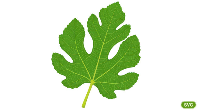 Vibrant green fig leaf showing intricate vein patterns