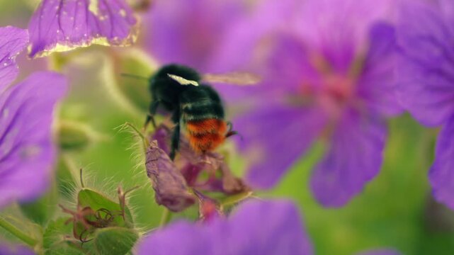 Red tailed bumble bee on a purple flower flies off