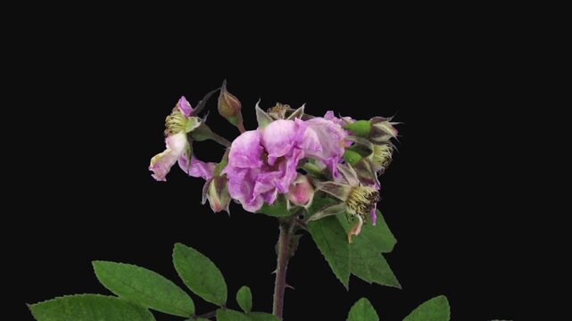 Time lapse of dying pink wild rose (Rosa rubiginosa) isolated on black background. Many little fruit flies can be seen on such plants