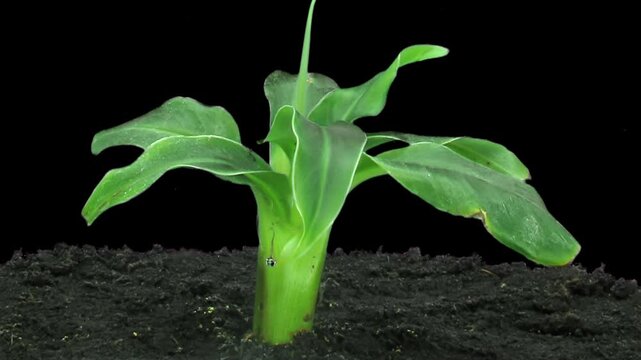 Time lapse of growing banana in a pot isolated on black background