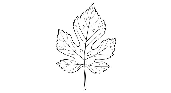 Detailed line art illustration of a fig leaf showing its unique lobed shape and fine vein patterns for botanical and nature themed designs.