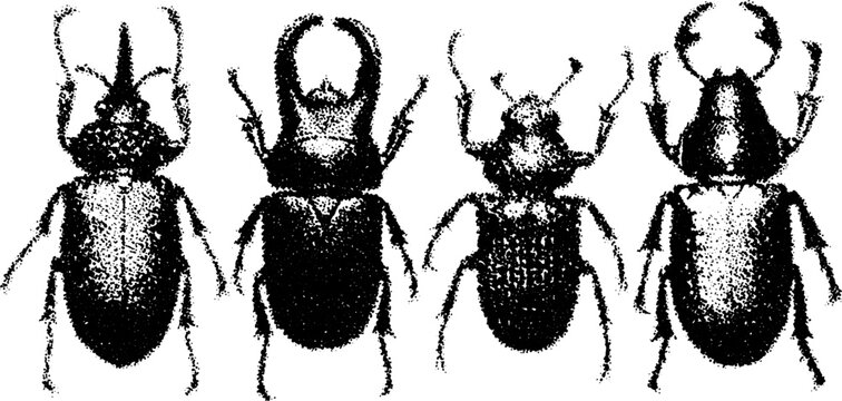 Different species of beetles illustrated in a detailed vector format. Realistic drawing showcasing various aspects as a scientific collection set.