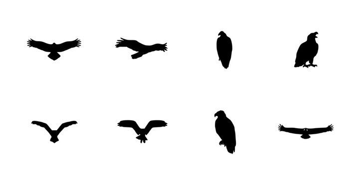 Birds in Various Poses and Flight Styles Depicted as Black Silhouettes Featuring White, Flying, Perched with Soaring and Gliding Elements for Wings