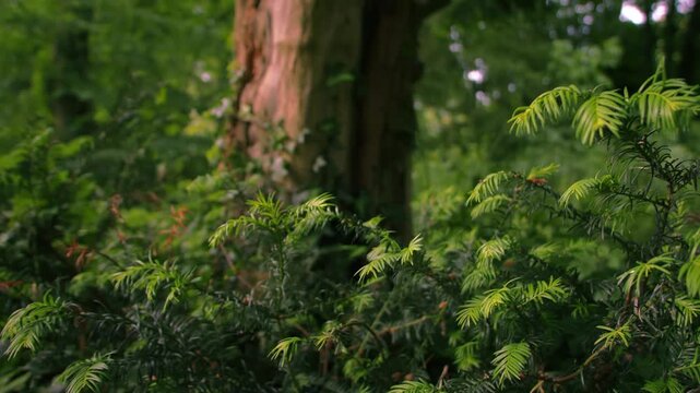 Pine leaves with old tree trunk in forest