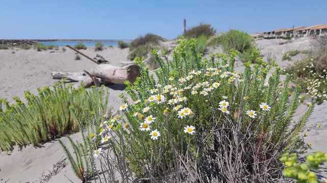 Coastal Plants and Rocks in Parc naturel r&eacute;gional de Camargue