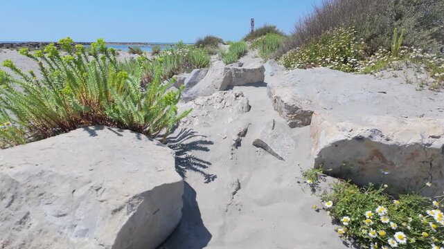 Coastal Plants and Rocks in Parc naturel r&eacute;gional de Camargue