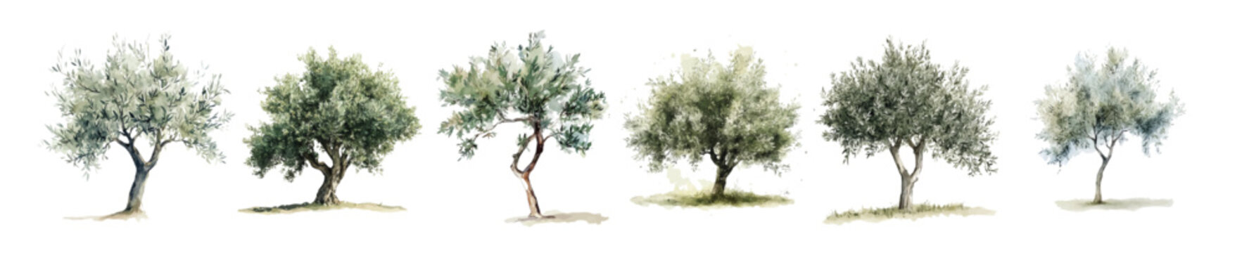 Vector illustration set, My Watercolor illustration, set of olive tree. Watercolor painting isolated on a white background, an EPS painting design, Hand-painted style, vectorized