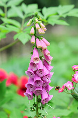Purple common foxglove in the garden © Janusz