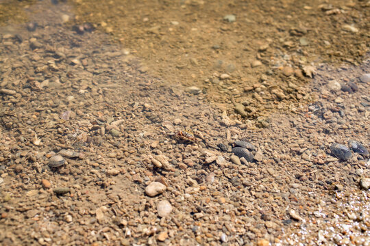 Small crab walking across a shallow tidal pool over a bed of shells and pebbles during low tide. Natural coastal wildlife scene showing marine life in clear shallow water.