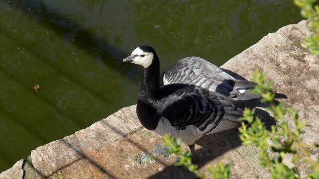 High angle view of two barnacle geese standing on a stone ledge next to a pond on a sunny day, turning their heads and looking around in their natural habitat at the zoo