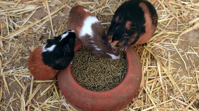Three domestic guinea pigs with various fur colors eating pellet food from a terracotta bowl on a bed of hay, representing animal care, domestic pets, and rodent nutrition from a top down view