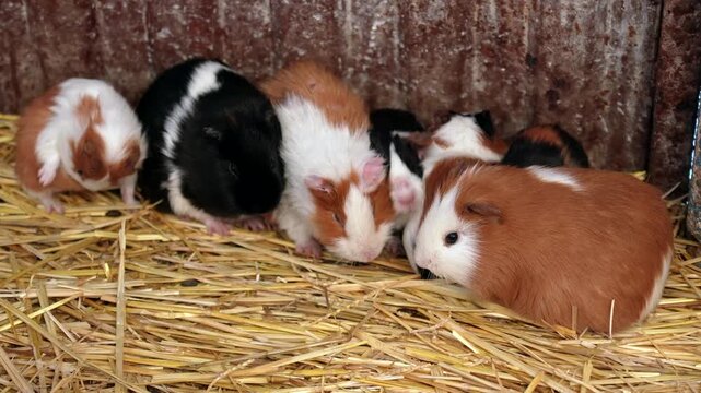 Several small, multicolored baby guinea pigs huddling together for warmth and comfort on a soft bed of golden straw inside a rustic wooden enclosure, showcasing their gentle and social nature