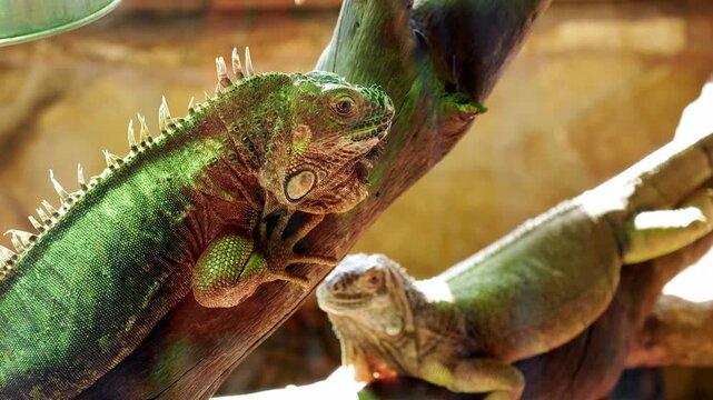 Detailed close up view of two green iguanas climbing on a tree branch in their natural habitat, one reptile moves its head while the other remains still in the background basking in the sun