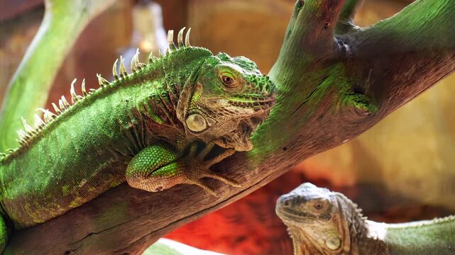 Close up view of a green iguana resting on a tree branch in a natural environment, with another lizard visible in the background, showcasing its vibrant skin, scales, and crest