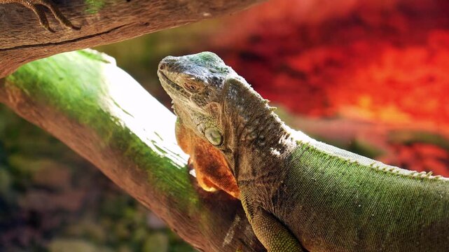 Close up of a green iguana resting on a mossy branch, basking under a warm light with a colorful red and green blurred background, showing its scaly skin and dewlap in detail