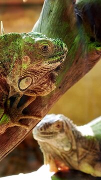 Close up of two green iguanas resting on a tree branch in their natural habitat, with one lizard in sharp focus while the other remains blurred in the background, basking in the sun