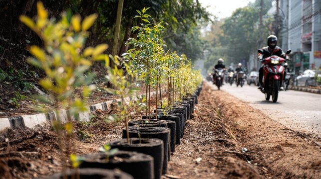 Urban reforestation project planting young trees along a busy city street. A line of newly planted saplings in fabric pots awaits transplanting on the roadside, with blurred motorcycles passing by