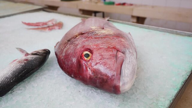 Fresh red porgy fish head on a bed of ice.