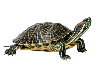 Obraz premium A Detailed Studio Portrait of a Red Eared Slider Turtle Isolated on White Background