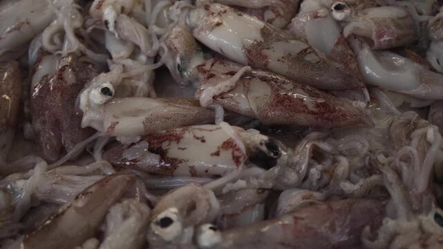Fresh raw whole squids on a bed of ice at the market.