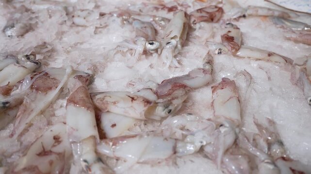 Fresh raw squid and shrimp on a bed of ice at the market.
