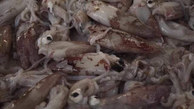 Fresh raw whole squids on a bed of ice at the market.