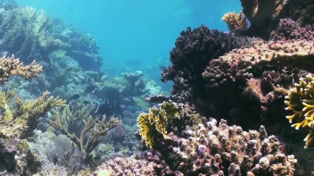 A tranquil journey through a dazzling coral reef ecosystem at day. Colorful, intricate coral formations thrive in azure waters while a dark fish gracefully swims past the vibrant marine life.