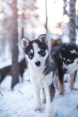 Black and white husky puppy looking into the camera in a snowy birch forest near Tromso © Fauren