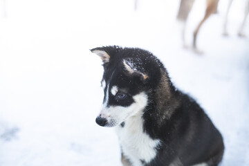 Black and white husky puppy looking into the camera in a snowy birch forest near Tromso © Fauren