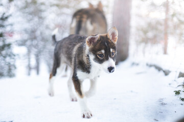 Black and white husky puppy looking into the camera in a snowy birch forest near Tromso © Fauren