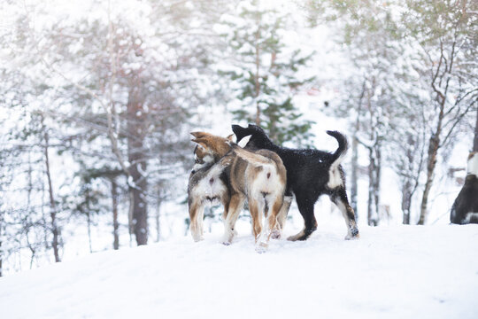 Playful group of adorable husky puppies frolic together in the snow in Northern Norway