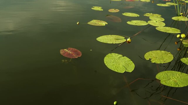Serene water surface with lily pads and small yellow flowers in calm water