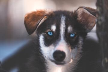 Close-up winter portrait of a blue-eyed husky puppy in a snowy Nordic kennel © Fauren