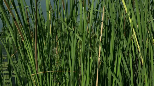 Close-up of lush green cattails swaying gently by the water's edge