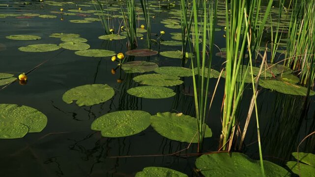 Serene pond with lily pads and yellow water lilies in gentle sunlight