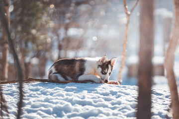 Backlit husky puppy lies with a stick on snowy ground in Northern Norway © Fauren