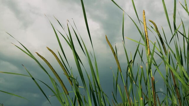 Tall green reeds sway gently against a dramatic cloudy sky