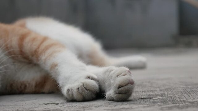Close-Up of Sleeping Cat Paws Resting on Concrete Ground
