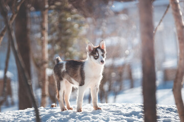 Curious husky puppy walks through snowy Nordic forest © Fauren