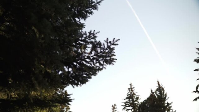 A low-angle outdoor clip looks up at evergreen tree branches against a pale sky with a visible airplane contrail.