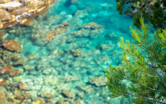 Pine branches overlooking crystal clear turquoise Mediterranean water