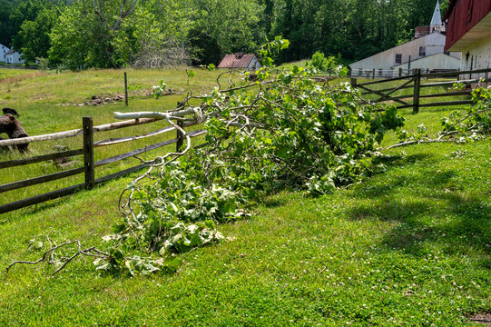 Broken birch tree branch laying on a split rail wooden fence storm damage aftermath in rural landscape