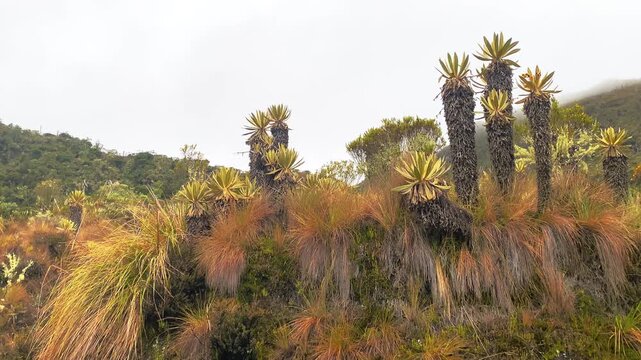 Medium shot of frailejones Espeletia and native p&aacute;ramo vegetation against white cloudy sky, volcanic slopes near Murillo Colombia.